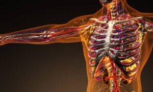 Nepredvidiva evolucija na djelu: Sve više ljudi ima dodatnu arteriju u rukama