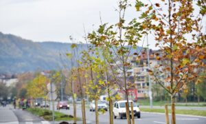 Banjaluka se “sređuje” za jesen: Krajišku ljepoticu uskoro će krasiti tri nove aleje