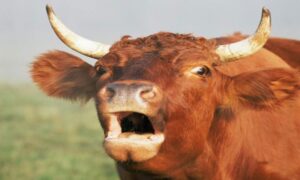 Kako se bikovi spremaju za koridu? Miško “kao Đoković”, Brizanu niko ne smije “na crtu” VIDEO