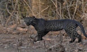 Panika među mještanima: Leopard napao policajca nasred ulice VIDEO