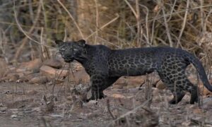 Leopard u Mercedesu: Evakuisana tvornica automobila