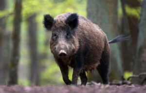 Oskar se baškari u kući: Bračni par usvojio mladunče divlje svinje FOTO