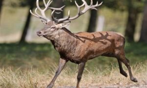 Nesvakidašnji incident! Jelen od 300 kilograma razoružao lovca, puška ostala među rogovima