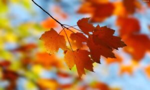 Jesen pokazuje svoje ljepše boje: Pred nama sunčan i prijatno topao dan