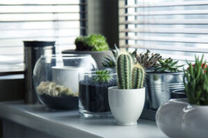 Morate da ih imate: Ove biljke će popraviti kvalitet vazduha u vašem domu
