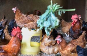 “Ne ljubite svoje kokoške i drugu perad”: Zdravstvene vlasti uputile bizaran zahtjev