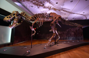 Tiranosaurus Sten premašio sve procjene, kostur prodat za skoro 32 miliona dolara