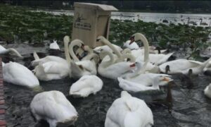 Na snazi preventivne mjere: Potvrđen ptičji grip kod uginulog labuda