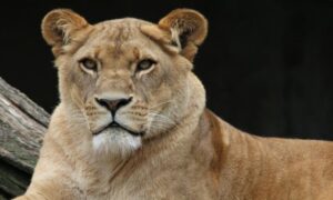 Opaka zaraza ne štedi ni životinje: Osam lavova zaraženo korona virusom