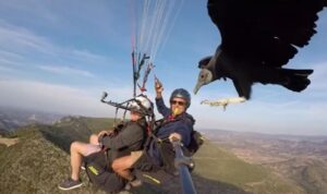 Nevjerovatan snimak: Dvojici paraglajdera lešinar sletio na selfie štap VIDEO