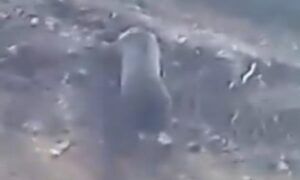 Hitrost mu je jača strana! Medvjed se brzo popeo uz strmu stijenu u BiH VIDEO