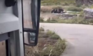 Užas u zoološkom vrtu: Medvjed ubio radnika pred autobusom punim turista VIDEO