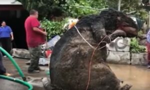 Šok zamijenio gromoglasan smijeh: Tajna monstruozno velikog pacova iz kanalizacije VIDEO