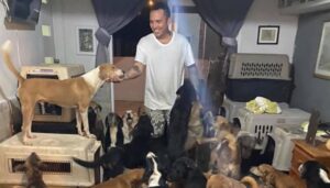 Heroj sklonio stotine pasa lutalica u svoju kuću kako bi ih zaštitio od uragana VIDEO