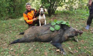 Dolijao gorostas koji je pravio štetu: Pripadnik MUP RS odstrijelio zvijer od 223 kilograma