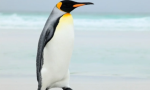 Olde srušila rekord! Ženka pingvina napunila 41 godinu i ušla u Ginisovu knjigu