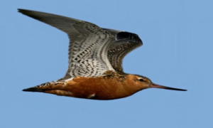 Priroda naprednija od tehnologije: Ptica letom iznad Pacifika oborila svjetski rekord