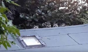 Neprijatno iznenađenje ispred Bijele kuće: Novinare napadaju agresivni rakuni VIDEO