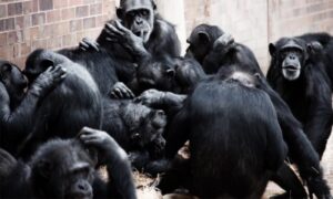 Propust zološkog vrta: Ubijene šimpanze nakon što su pobjegle iz kaveza