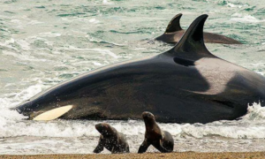 Misterija podivljalih kitova ubica: Zašto napadaju jahte