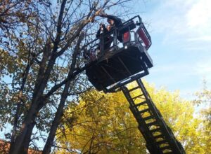 Kako sići s drveta: Banjalučki vatrogasci spasili mače
