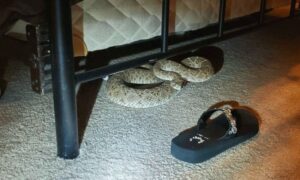 Neprijatno i opasno iznenađenje! Bračni par pronašao zmiju zvečarku ispod kreveta FOTO