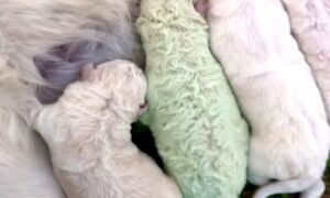 Farmer nije mogao da vjeruje svojim očima: Rođeno štene sa zelenim krznom VIDEO