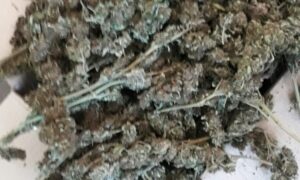 Policija pretresala po Šamcu: U stanu pronađeno više od kilogram marihuane