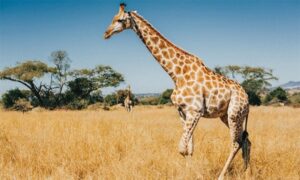 Fascinantno biće! Snimak žirafe kako jede oduševio svijet VIDEO