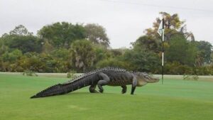 Šta će aligator na terenu za golf na Floridi VIDEO
