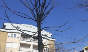 Nova stabla javora: Popunjen drvored u Bulevaru Stepe Stepanovića