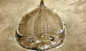 “Prvi put vidimo trilobit tako čudnog izgleda”: Pronađen fosil star 500 miliona godina