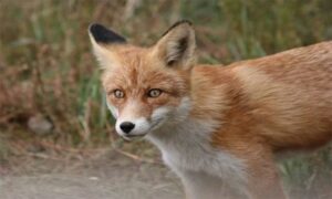 “Pokušao sam vilama da je istjeram…”: Bijesna lisica teroriše mještane sela, usmrtila i dva psa
