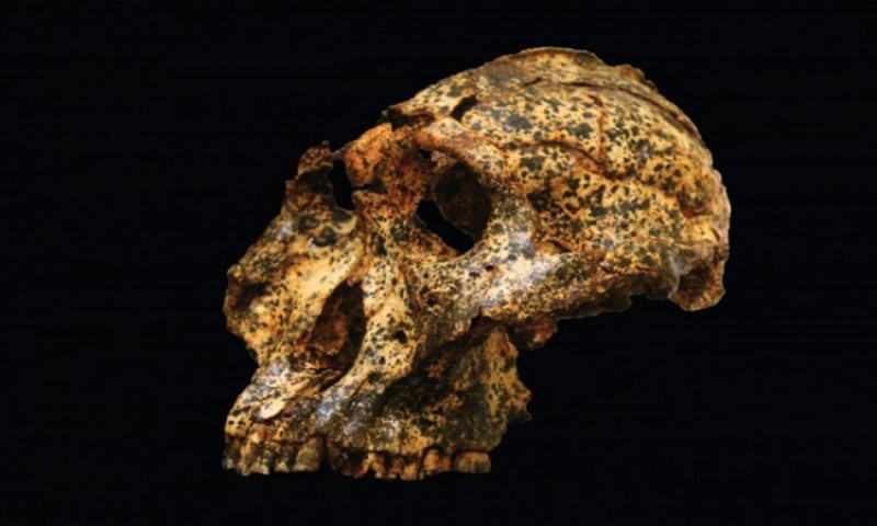 Nevjerovatno! Lobanja stara dva miliona godina otkriva nove detalje ljudske evolucije