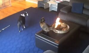 Pokidala reakcijom! Mačka kojoj se zapalio rep na svijeći osvojila internet VIDEO