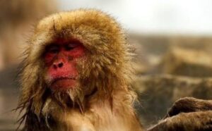 Šta to pada “s neba”: Divlji majmun obradovao prolaznike, bacao novac sa drveta