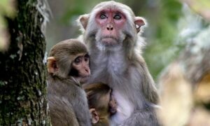 Majmuni sa Balija: “Omiljeni kradljivci” svih turista