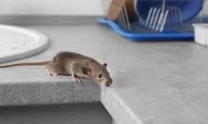 Mišja groznica hara! Jedna osoba preminula, drastično povečan broj zaraženih