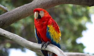 Policija otkrila strašnu scenu! Švercovali papagaje “nagurane” u plastične flaše