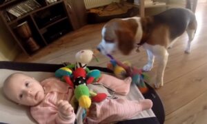 Uljepšaće vam dan: Pas ukrao bebi igračku, a onda je smislio kako da se iskupi VIDEO