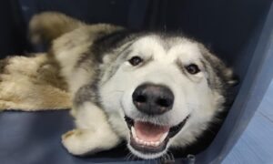 Odlične vijesti: Pas iz Gračanice odlično podnio prvu operaciju, slijedi još jedna FOTO