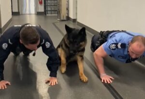Oduševio sve: Pas se pridružio policijskom izazovu i radi sklekove VIDEO