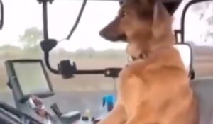 Hit snimak: Ovako pas Žućo vozi traktor VIDEO