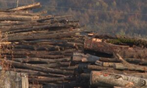 Prijetio šumarskom inspektoru: Vlasniku pilane oduzeta ogromna količina posječenih stabala