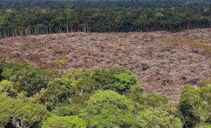Eksperti upozoravaju: Rekordna sječa brazilskih prašuma u ovoj godini