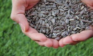 Riješite se “masnih naslaga”: Šaka suncokretovih sjemenki za mršavljenje