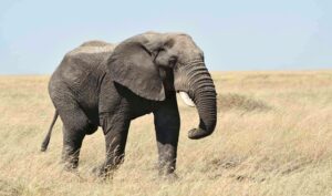 Zalutao u selo: Dizalicom izvukli slona iz bunara, trebalo im 12 sati