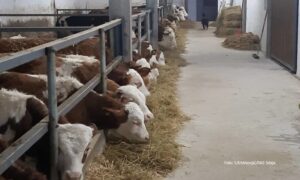 Mali predah: Vlada Srpske pomogla stočarima da ublaže posljedice pandemije