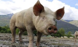 Pokušao ukrasti svinju sa farme pa dobio batine: Uhapšene tri osobe