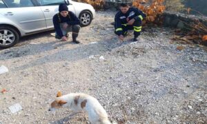 Vatrogasci u nesvakidašnjoj akciji: Evo kako su spasli psa iz Vrbasa VIDEO